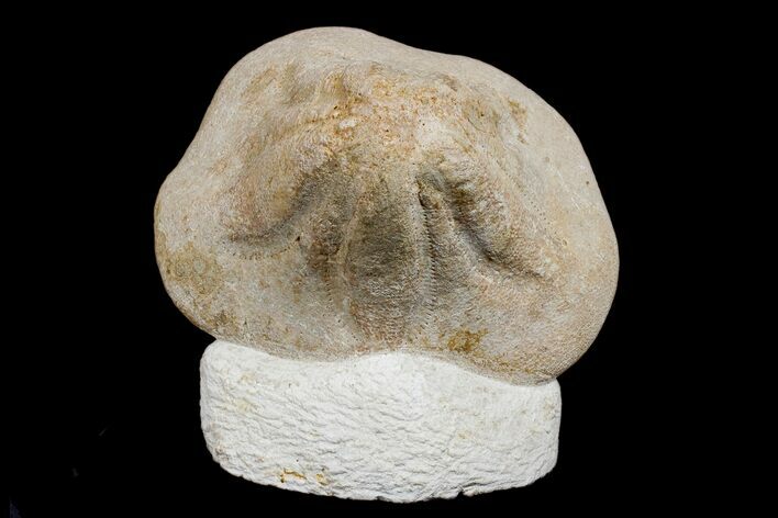 Miocene Fossil Echinoid (Clypeaster) - Taza, Morocco #174359